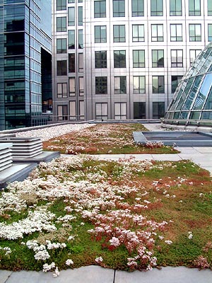 Urban Habitats -- Rare Invertebrates Colonizing Green Roofs in London