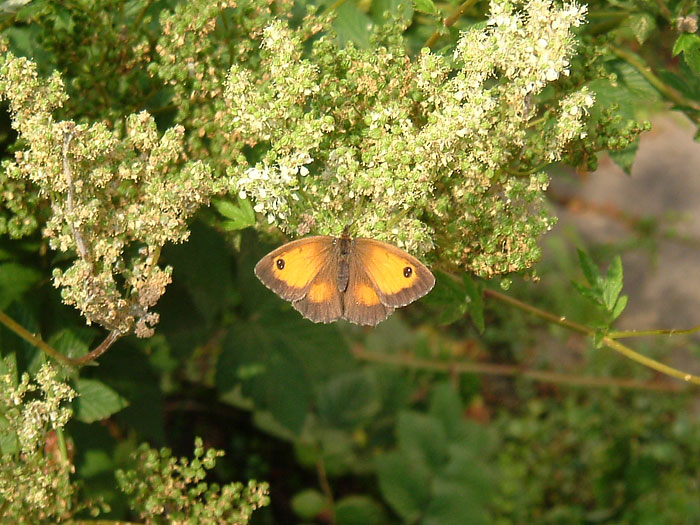 Image 2. Gatekeeper feeding on late season Meadowsweet (<i>Filipendula ulmaria</i>).  Photo © C. Young.