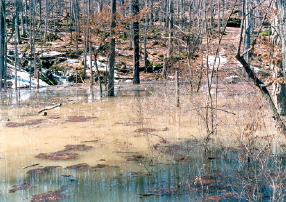 Flooding effects at Dry Lake basin; photo taken from the non-flooded area (April 8, 2001). The main source of inflow water is the small stream, Dry Lake Stream, on the left. It originates in the Doubletree detention basin.
