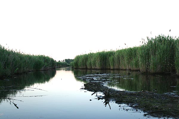 Figure 7. Photo of the central channel of Upper Penhorn Marsh in the Hackensack Meadowlands, New Jersey, in late spring.