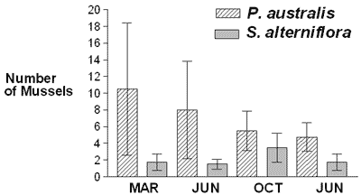 The mean number of ribbed mussels, Geukensia demissa, in four replicate 'chosen meter' quadrats in two habitats, Phragmites australis and Spartina alterniflora, in the months of March, June, and October 2002 and June 2003. Error bars represent the standard deviation. The results show that P. australis provides as good, if not better, habitat for the ribbed mussel as S. alterniflora