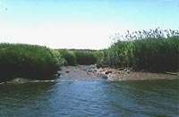 Sawmill Creek—adjacent stands of <i>Phragmites australis</i> (P) and <i>Spartina alterniflora</i> (S). 