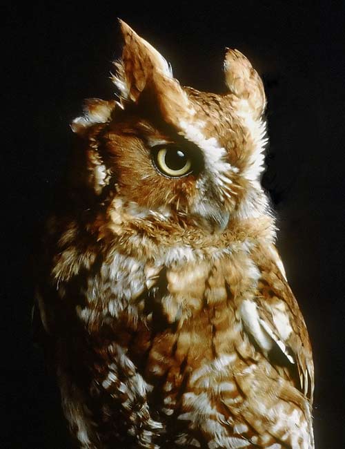Figure 1. Eastern screech-owl, red-morph. Photo courtesy of the Raptor Trust, New Jersey.