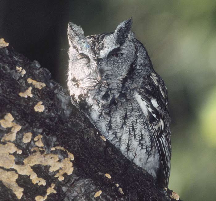 Figure 3. Eastern screech-owl (<i>Megascops asio</i>), gray-morph, in Central Park, New York City. Photo © 2001 Deborah Allen.