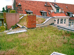 The PLU research site in Berlin-Kreuzberg. In the foreground is a portion of flat sub-roof 1, with Allium species in fruit. In the background, the 47-degree pitched sub-roof 2 is visible.  