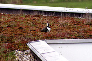 A northern lapwing (<i>Vanellus vanellus</i>) breeding on the green roof in Steinhausen, Canton Zoug. (Photo by A. Kaufmann)