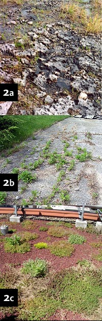 Figure 2a–2c: Natural (a), spontaneous urban (b), and designed (c) rock pavement habitats.  The natural pavement is a limestone barren on the Bruce Peninsula, in southern Ontario.  The designed site is a green roof in Portland, Oregon.  (Photos by J. Lundholm)