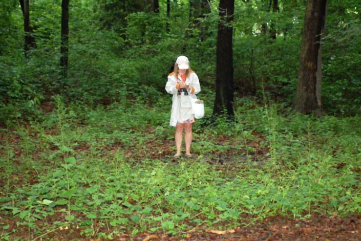 Former picnic grounds vegetated with <i>Geum vernum</i>. One author (Dankel) stands on a concrete slab that once supported a barbecue grill. A mixed hardwood forest is in the background. (Photo by A. Greller; taken June 8, 2006).