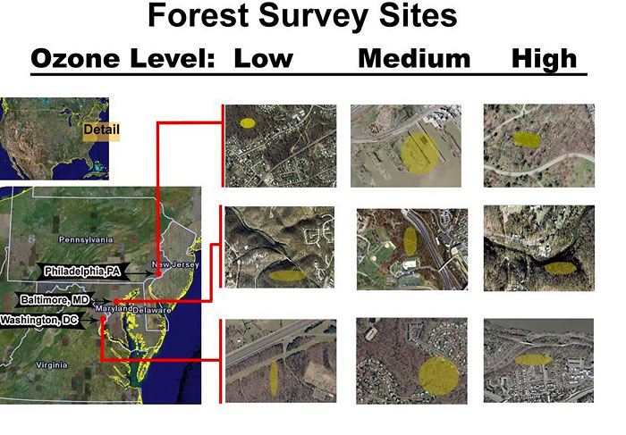 Nine urban forested sites are used to compare ozone damage along an ozone level scale.