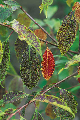 Prunus serotina showing typical stipple damage due to high
levels of ozone exposure.