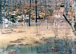 Flooding effects at Dry Lake basin; photo taken from the non-flooded area (April 8, 2001). The main source of inflow water is the small stream, Dry Lake Stream, on the left. It originates in the Doubletree detention basin. 
