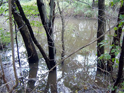 Phragmites australis monocultures in Teaneck Creek ponded depression areas.