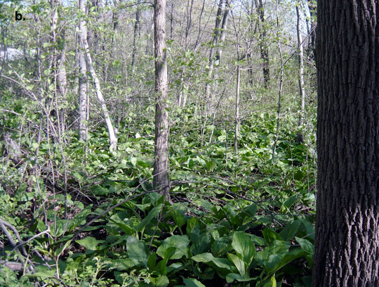 Examples of Teaneck Creek vegetation: native forested wetland vegetation.